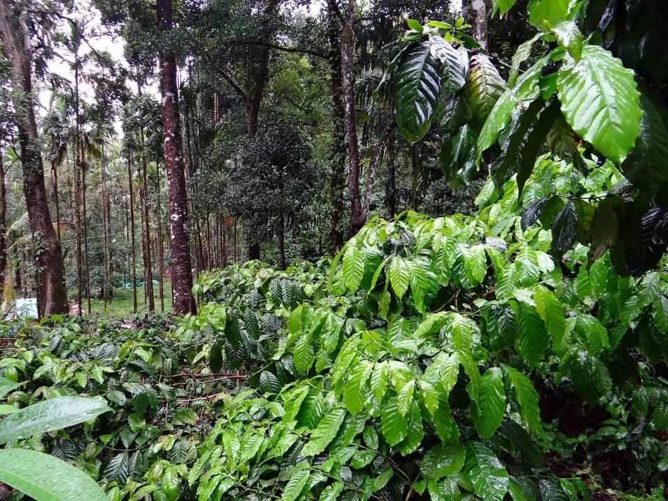 Coorg Coffee Hills