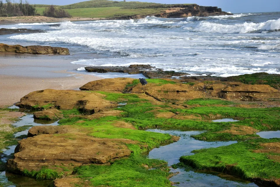 Gir Safari & Diu Beaches