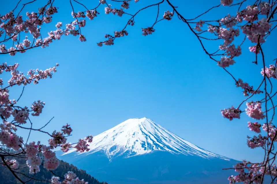 Cherry blossom trips from India: Japan and South Korea 2027