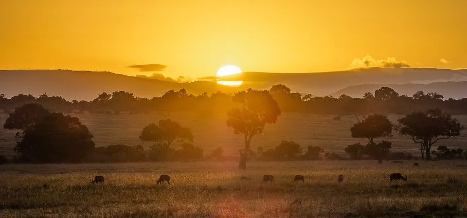 Wildlife & Safari