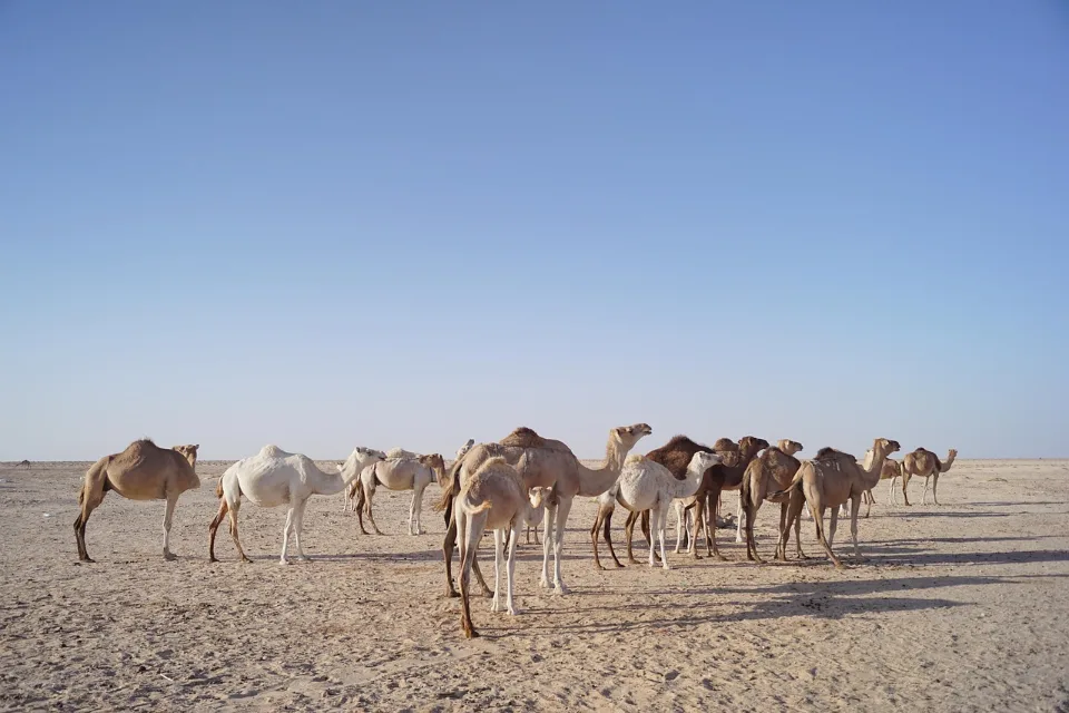 Nouakchott & Atar