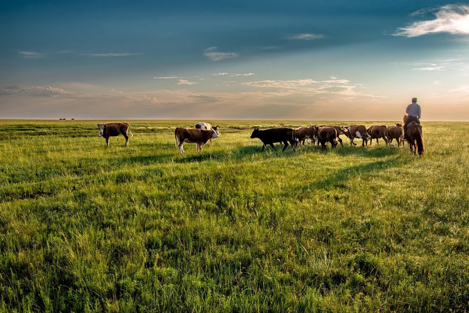 Mongolia from India: Gobi, ger camps and the Naadam festival